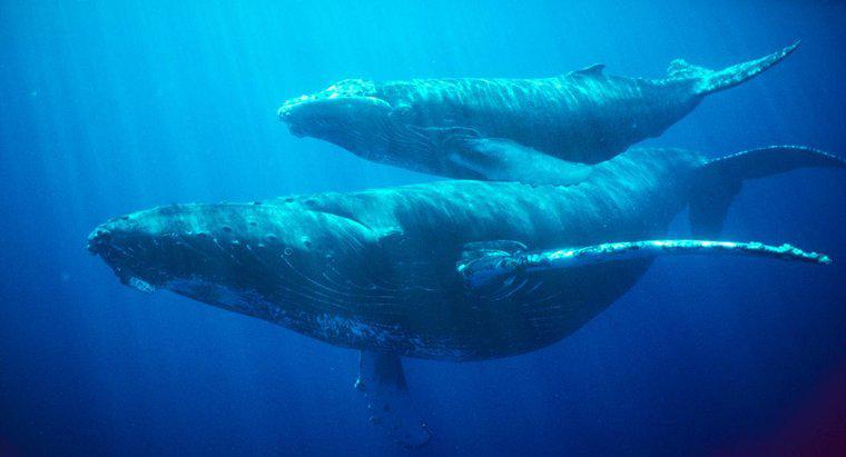 Bir balina nefesini ne kadar tutabilir?