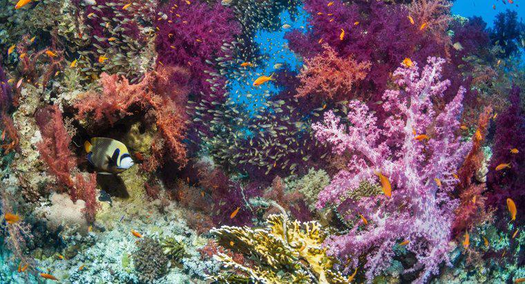 Mercan Resifinin Bazı Biyotik Faktörleri Nelerdir?