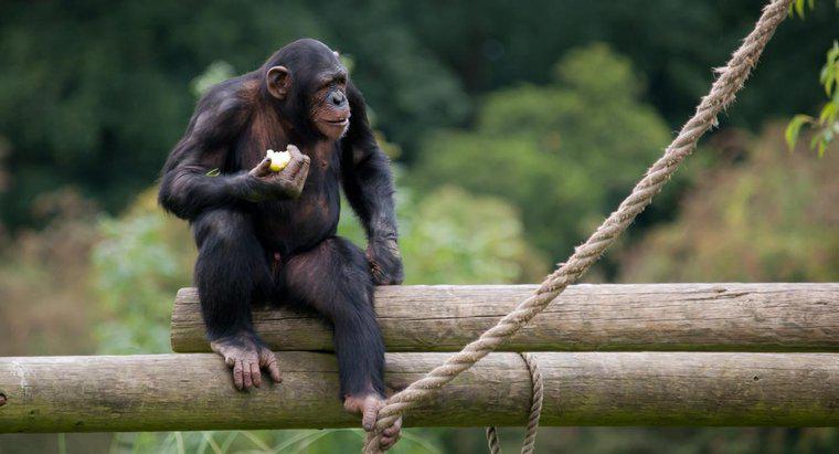 Maymunlar Ormanda Ne Yiyor?