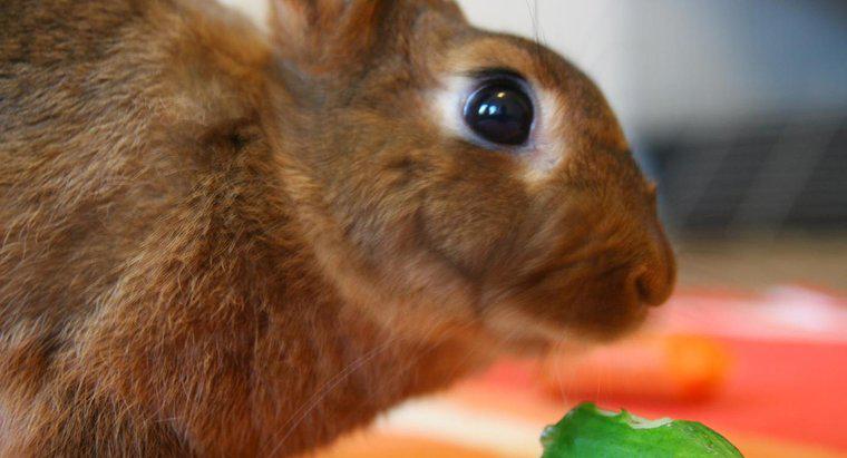 Tavşanlar Salatalık Yiyebilir mi?