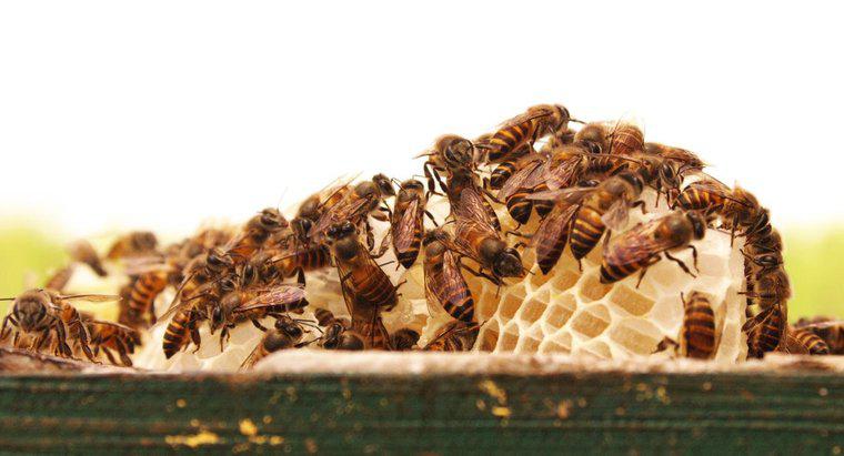 Bir grup arı ne denir?