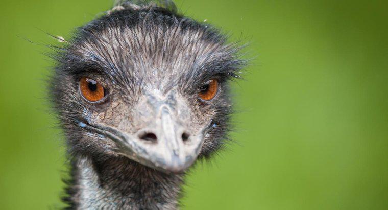 Emus Avcılarından Nasıl Kaçar?