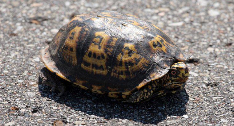 Kaplumbağalar Çevrelerine Nasıl Uyum Sağlar?