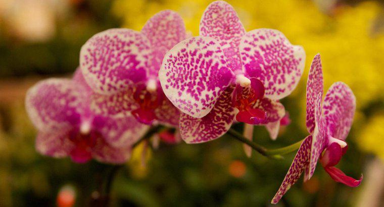 Orkide Kedilere Zehirli midir?