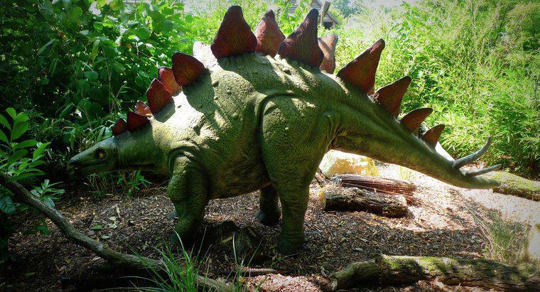 Stegosaurus'un İki Beyni Var mıydı?