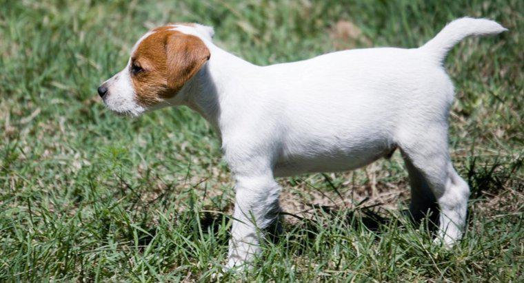 Jack Russell Terrier Yavrularını Kurtarmanın Bazı İpuçları Nelerdir?