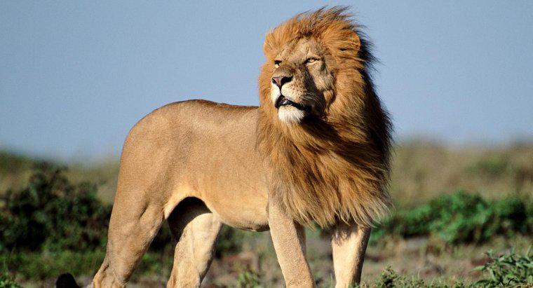 Vahşi doğada kaç Afrika aslanı var?