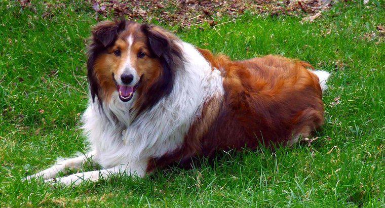 Köpek doğurmak ne tür Lassie oldu?