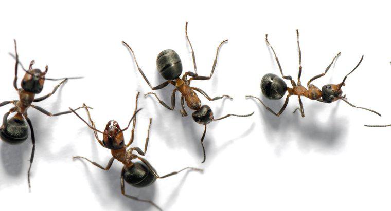 Bir grup karıncaya ne diyorsunuz?