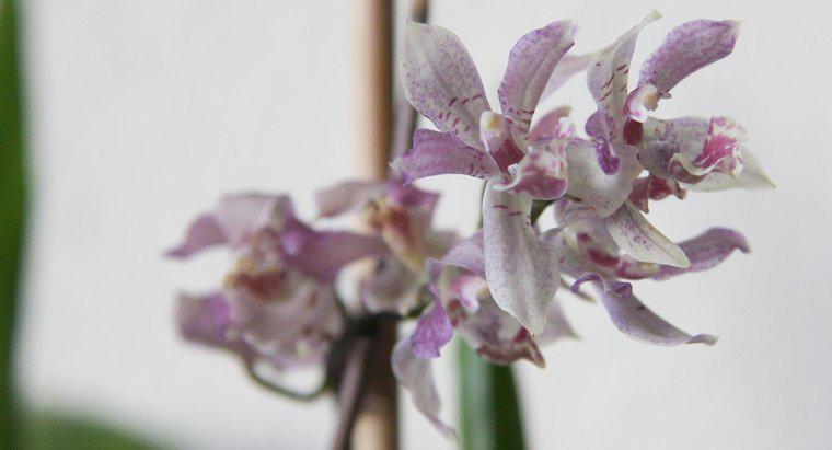 Tohumdan Büyüme Orkide Ne Kadar Sürer?