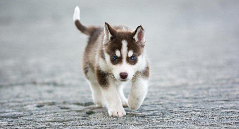 Tamamen Büyümüş Bir Mini Husky Köpek Ne Kadar Büyük Olur?