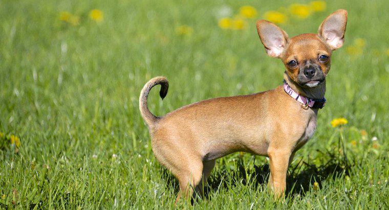 Bir Chihuahua'nın Normal Davranışı Nedir?