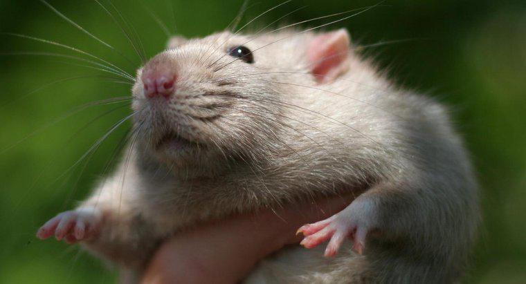 Sıçanlar ne kadar akıllı?