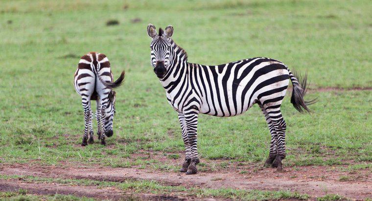 Bir Zebra'nın Gebelik Süresi Nedir?