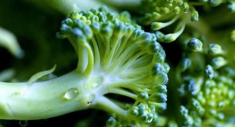Brokolinin Bozulduğunu Nasıl Bilirsiniz?