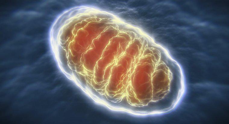 Mitokondri kim keşfetti?