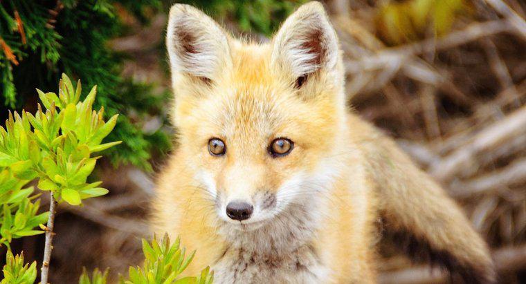 Bir Fox Yolunuzu Geçtiğinde Ne Demektir?