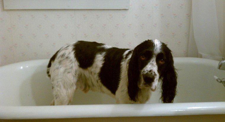 Köpeklerde İnsan Şampuanı Kullanabilir misiniz?