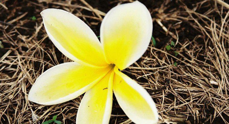 Hawaii Lei yapmak için hangi çiçek kullanılır?