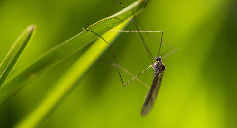 Bir Sivrisinek Kaç Bacakları Var?