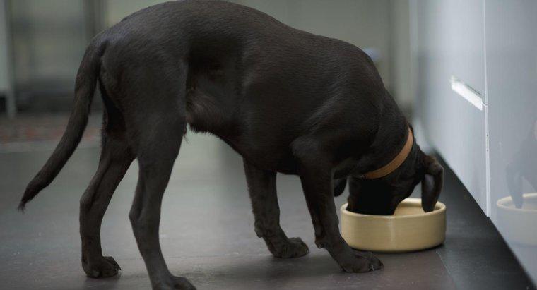 Bir Labradorun Günde Ne Kadar Yiymesi Gerekir?