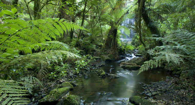 Tropikal Yağmur Ormanları Nedir?