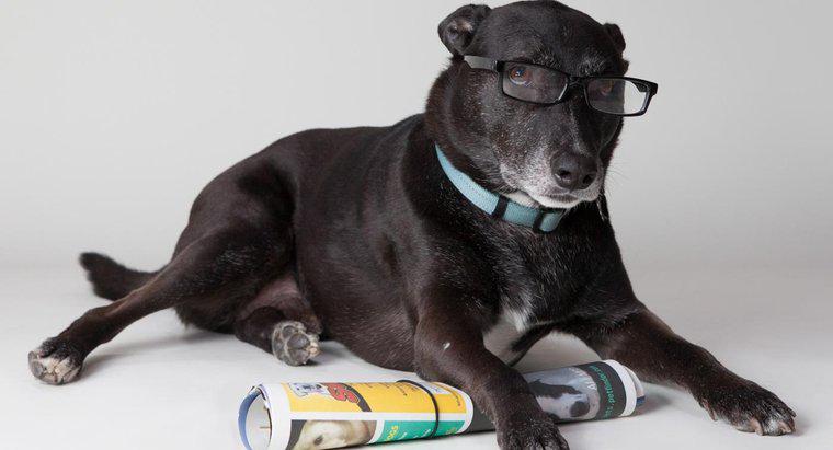 En Akıllı Köpeklerden Bazıları Nelerdir?