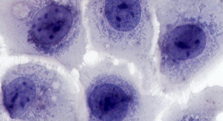 Bir İnsan Beceri Hücresinde 46 Kromozom Varsa, Mitozdan Sonra Her Bir Yeni Deri Hücrede Kaç Kromozom Var?