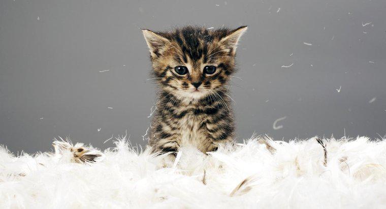 Bir Yavru Kedi Hangi Yaşta Yasaklanabilir?