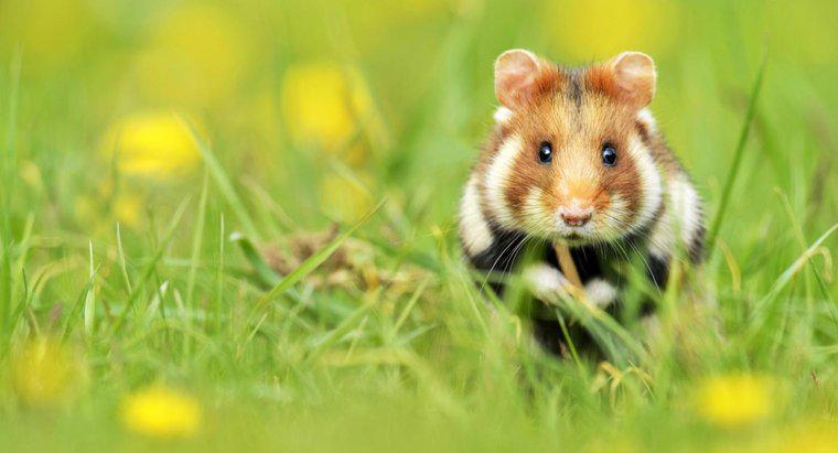 Hamster vahşi doğada nerede yaşıyor?