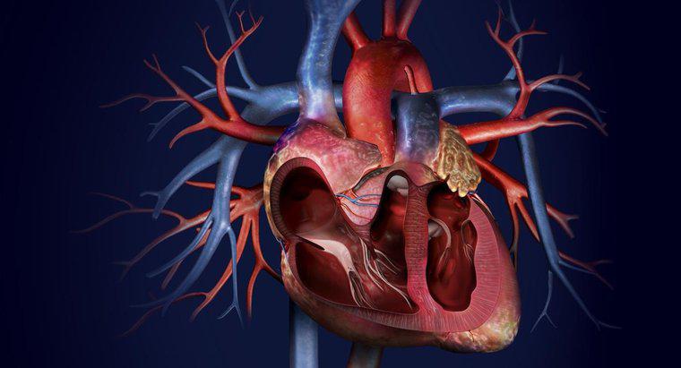 Vücudunuzdaki Ana Arter Nedir?