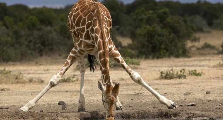Bir Zürafa Ağırlığı Ne Kadardır?