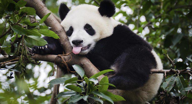 Dev Pandalar Ne Kadar Tartılır?