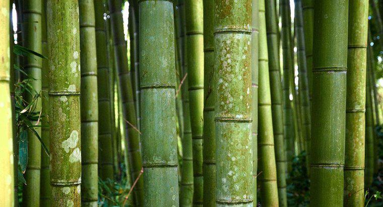 Bambu için Bilimsel Adı Nedir?