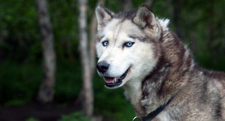 Sibirya Husky İsimlerinin Anlamları Nelerdir?