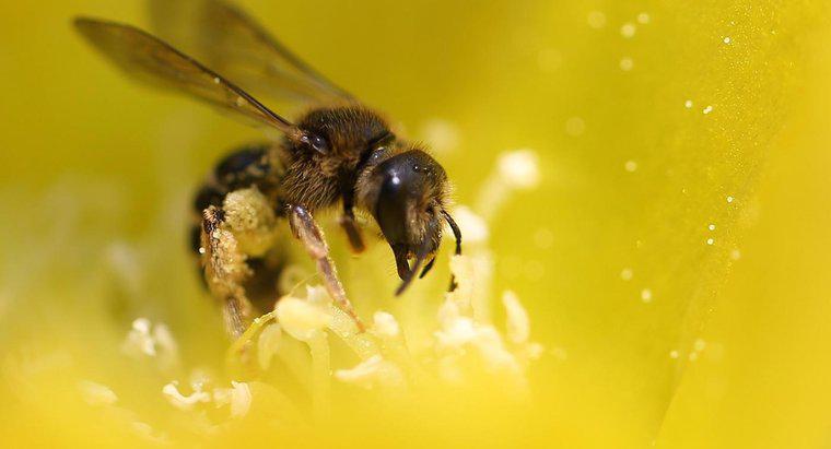 Arılar Ne Yiyor?