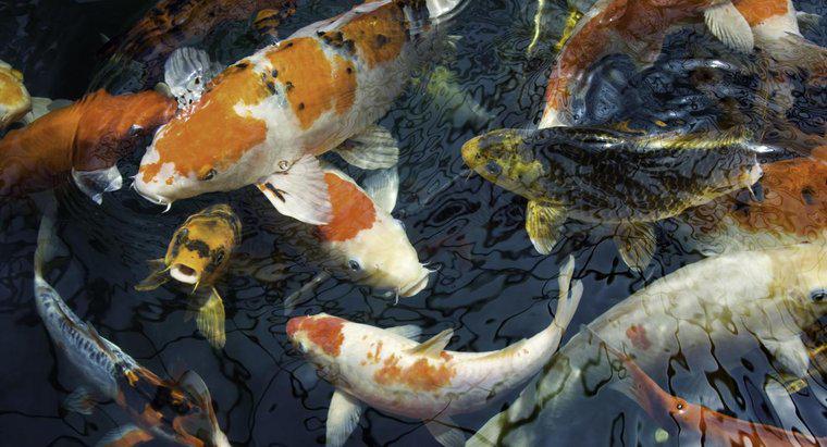 Koi ve Goldfish Arasındaki Fark Nedir?