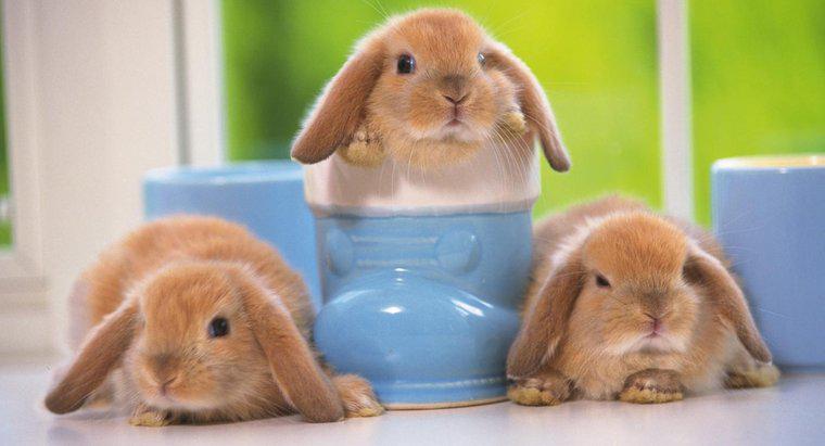 Bebek Mini Lop tavşanları nereden satın alabilirim?