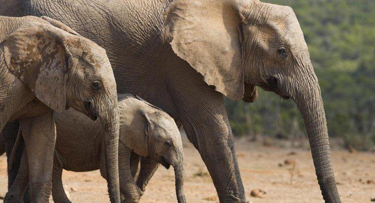Bir fil hamile ne kadardır?