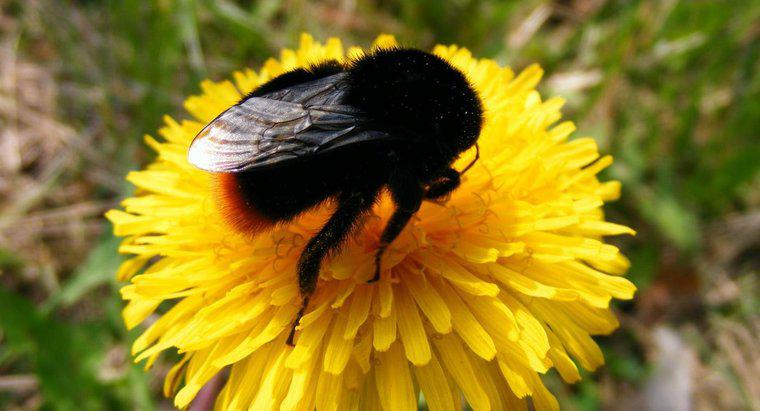 Kara Bombus Arıları Sokar mı?