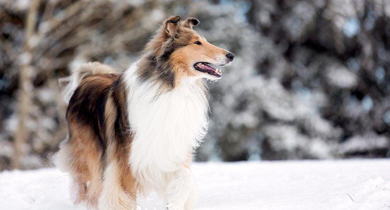 Ne çeşit bir köpek Lassie idi?