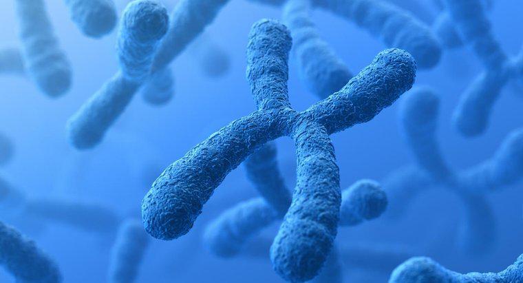 Kromozom ve Gen Arasındaki Fark Nedir?