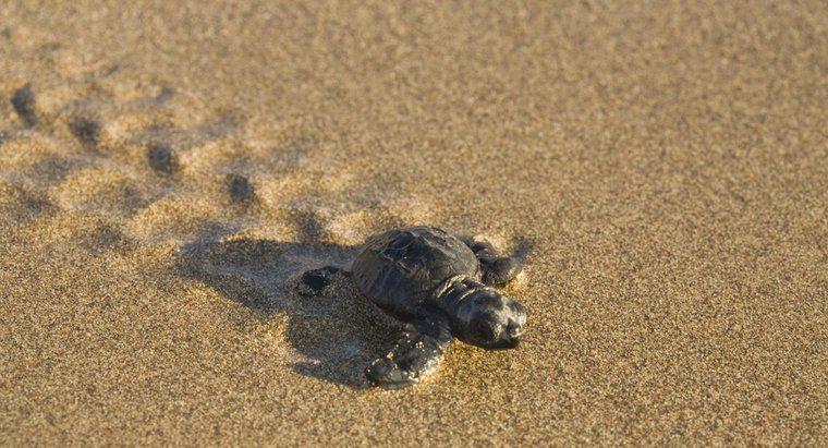 Bir Kaplumbağa Ne Kadar Hızlı Hareket Eder?
