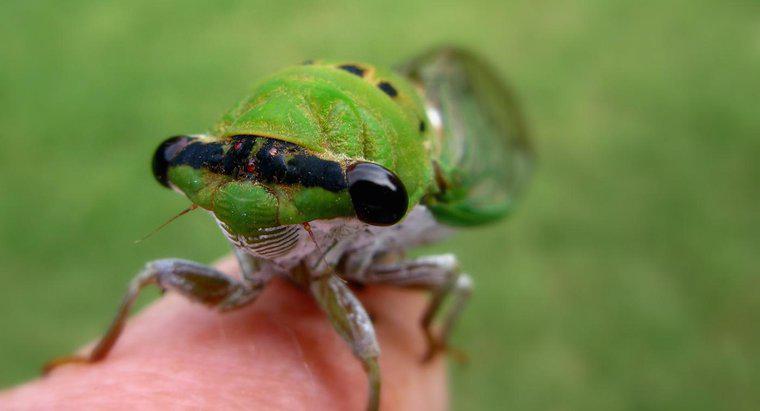 Çekirge ve Ağustosböcekleri Arasındaki Fark Nedir?