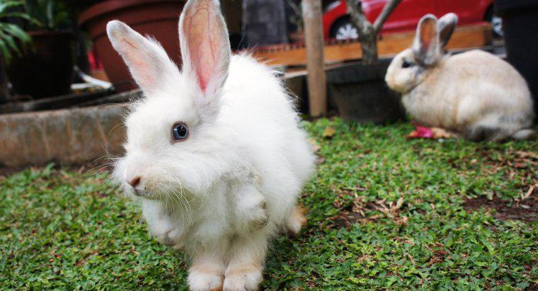 Tavşanlar Ne Sıklıkta Eşleşir?