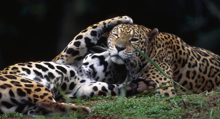 Bir Kadın Jaguar Nedir?