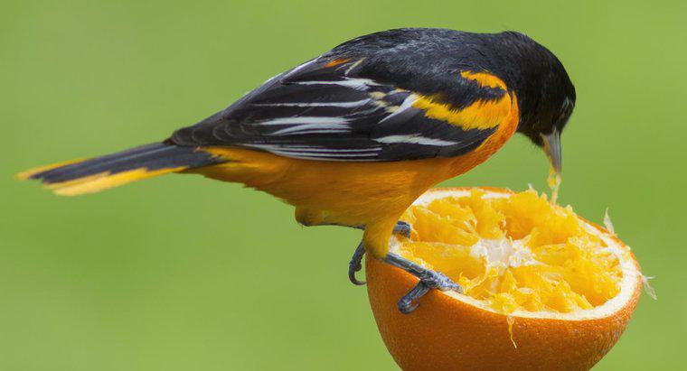 Hangi Hayvanlar Portakal Yiyor?