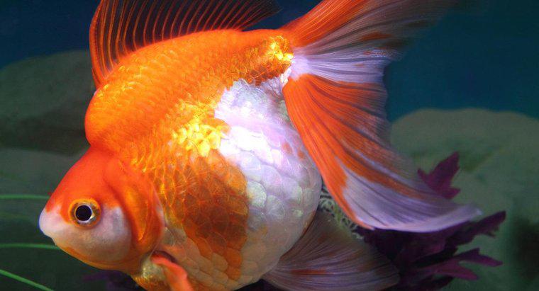Hamile Goldfish belirtileri nelerdir?