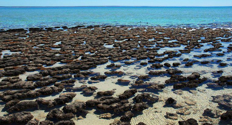 Stromatolitler Nedir?