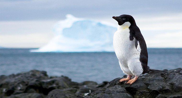 Antarktika'nın Kaynaklarının Kullanılmasını Ne Engeller?